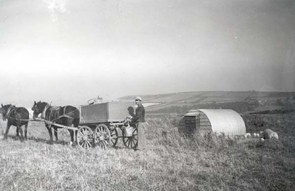 Pigs being watered at Cogden Farm